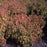 Dogwood, Kelseyi Red Twig Dogwood