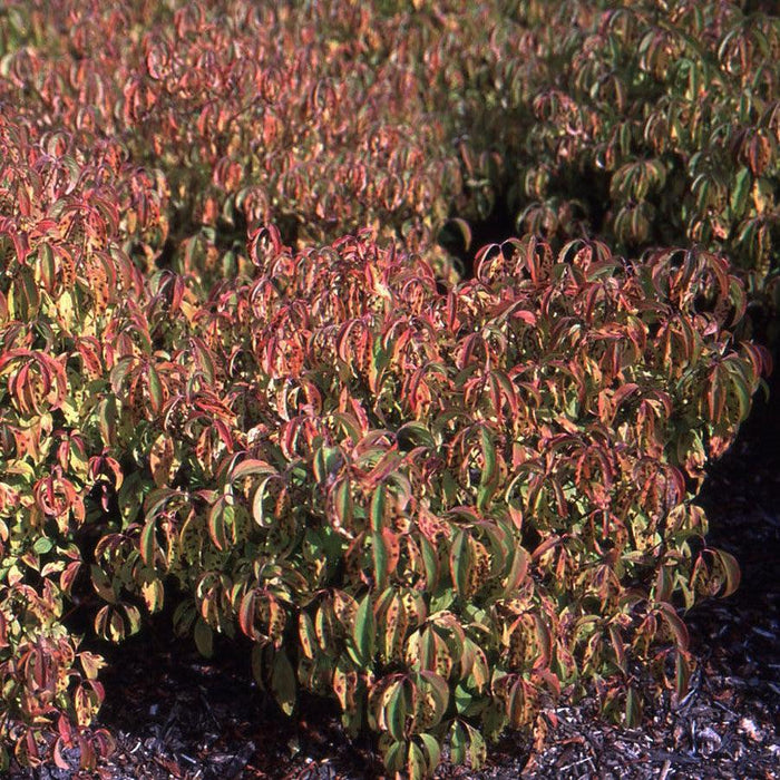 Dogwood, Kelseyi Red Twig Dogwood
