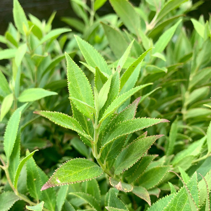 Deutzia, Dwarf Nikko Deutzia