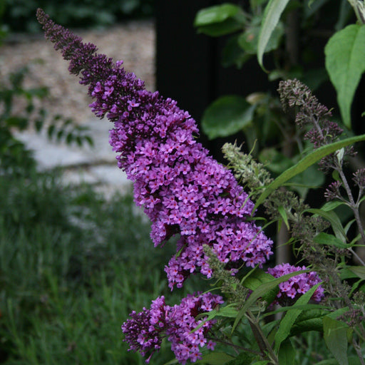 Butterfly Bush, Pugster Blue® Dwarf Butterfly Bush