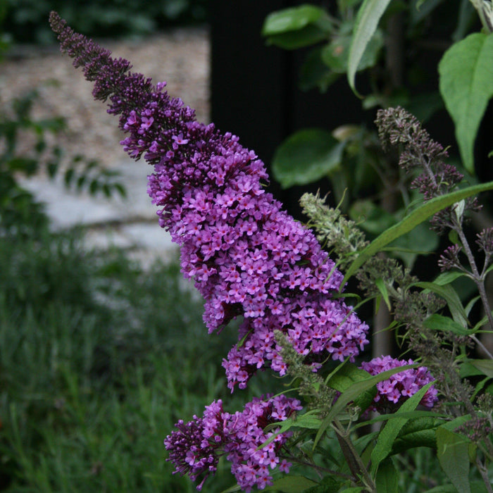 Butterfly Bush, Pugster Blue® Dwarf Butterfly Bush