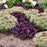 Coral Bells, Dolce® Wildberry Heuchera