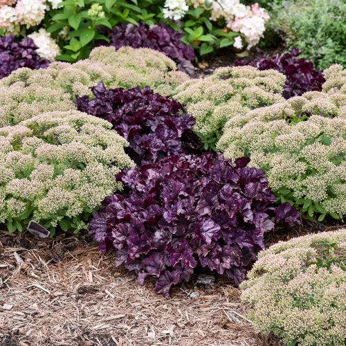 Coral Bells, Dolce® Wildberry Heuchera