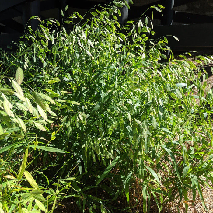 Grass, River Oats, Inland Sea Oats