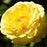 Rose, True Friendship Rose