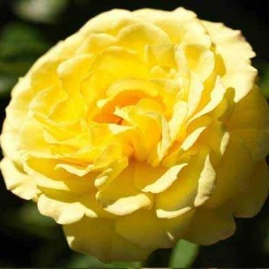 Rose, True Friendship Rose
