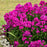 Phlox, Luminary® Ultraviolet Phlox