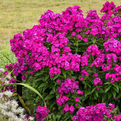 Phlox, Luminary® Ultraviolet Phlox
