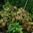 Bishop's Hat, Sulphureum Bishop's Hat