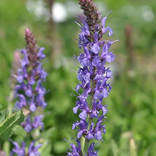 Meadow Sage, Blue Hill Meadow Sage