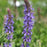 Meadow Sage, Blue Hill Meadow Sage