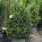 Ilex crenata 'Steeds'  - Steeds Upright Japanese Holly