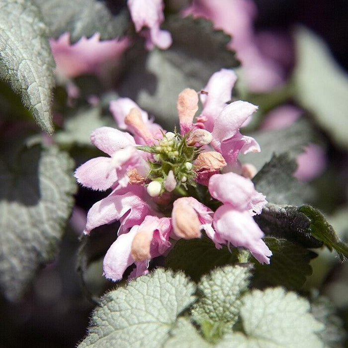 Deadnettle, Pink Pewter Deadnettle