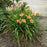 Daylily, Strawberry Candy Daylily