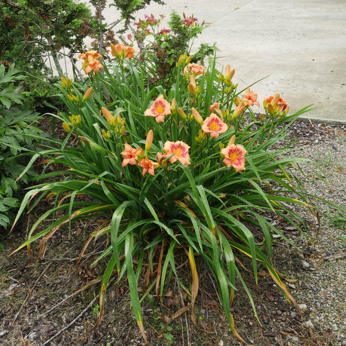 Daylily, Strawberry Candy Daylily