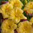 Daylily, Rainbow Rhythm® Going Bananas Daylily