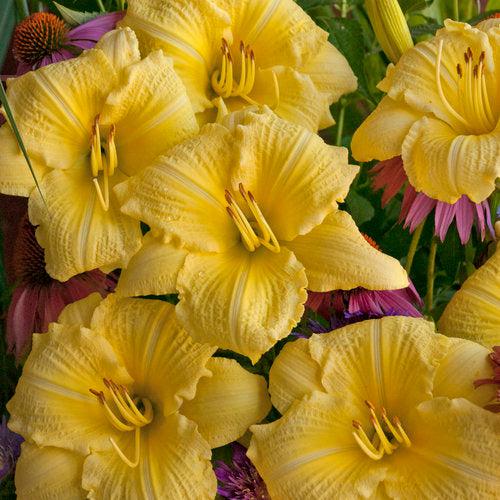 Daylily, Rainbow Rhythm® Going Bananas Daylily