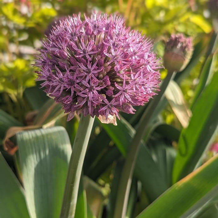 Allium, Party Balloons Ornamental Onion