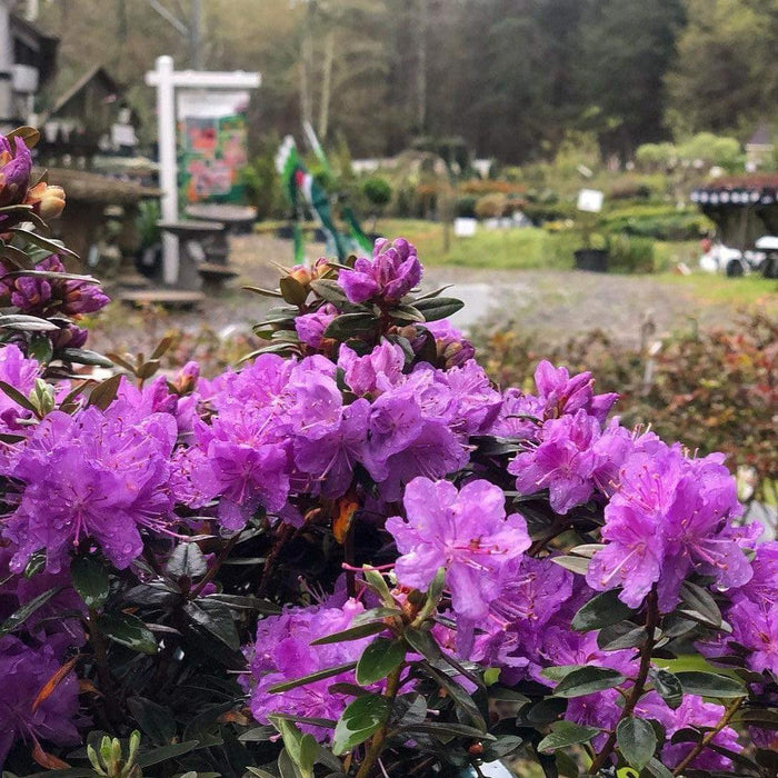 Rhododendron, Purple Gem Rhododendron