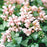 Deadnettle, Pink Pewter Deadnettle