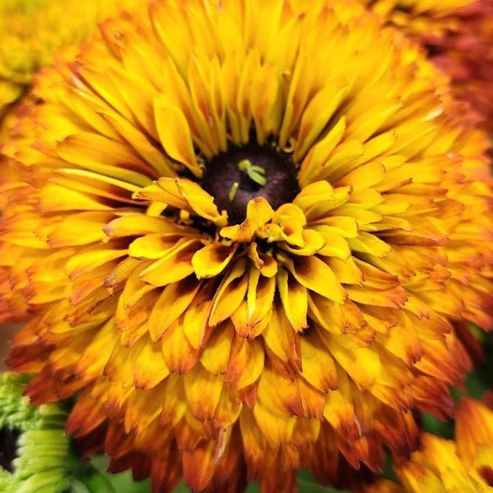 Black Eyed Susan, Solar Sisters™ Black-Eyed Susan