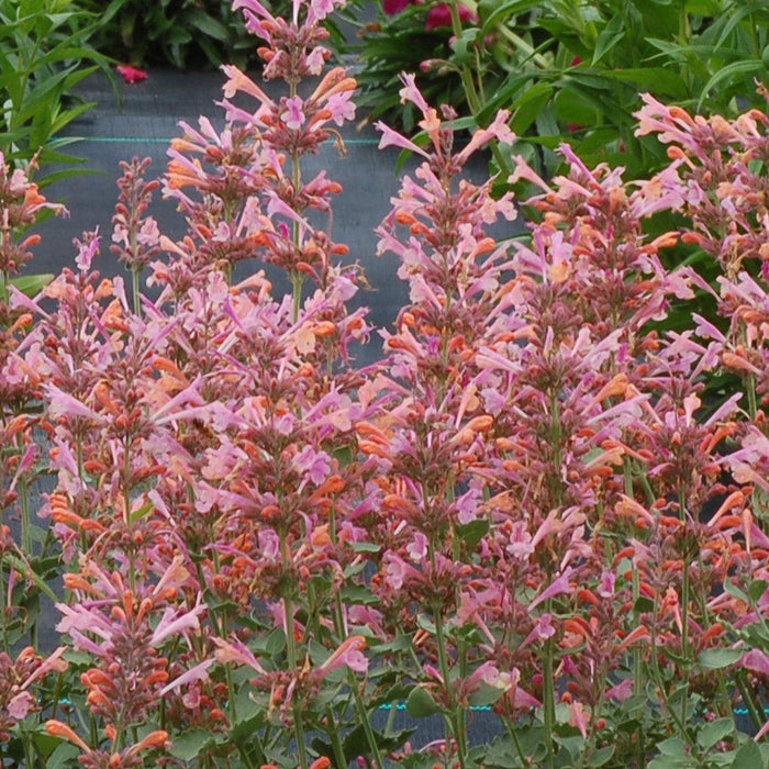 Hyssop,  Kudos™ Ambrosia Hummingbird Mint