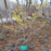 Witch Hazel, Arnold Promise Witch Hazel