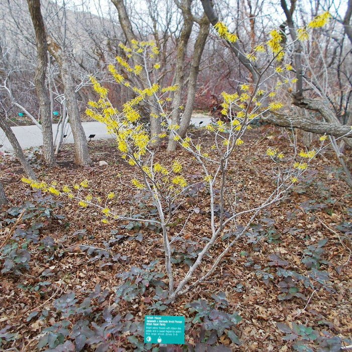 Witch Hazel, Arnold Promise Witch Hazel