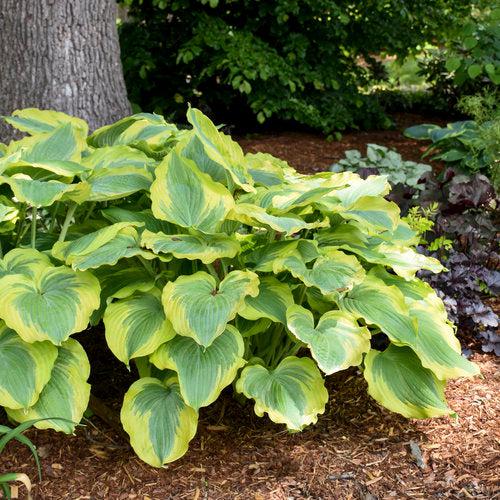 Hosta, PW® Shadowland® Seducer Hosta