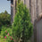 Arborvitae, Sasquatch™ Dark Green Arborvitae