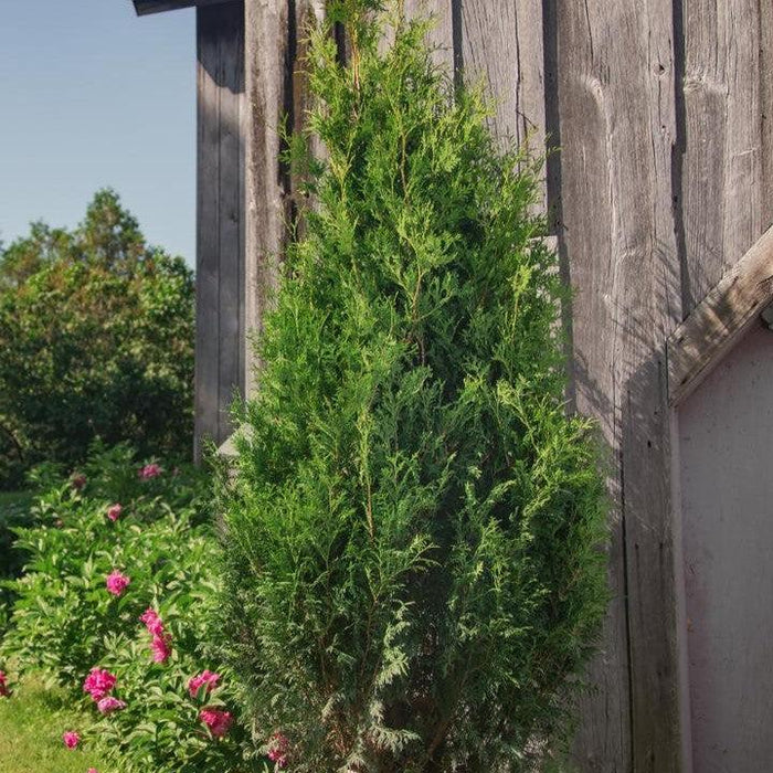 Arborvitae, Sasquatch™ Dark Green Arborvitae