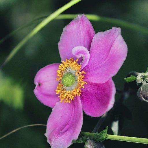 Anemone, Fantasy™ Red Riding Hood Anemone