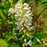 Summersweet, Sweet Pepperbush