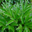 Rhododendron, Polarnacht Rhododendron