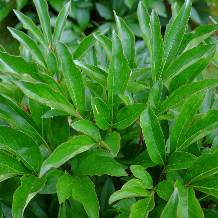 Rhododendron, Polarnacht Rhododendron