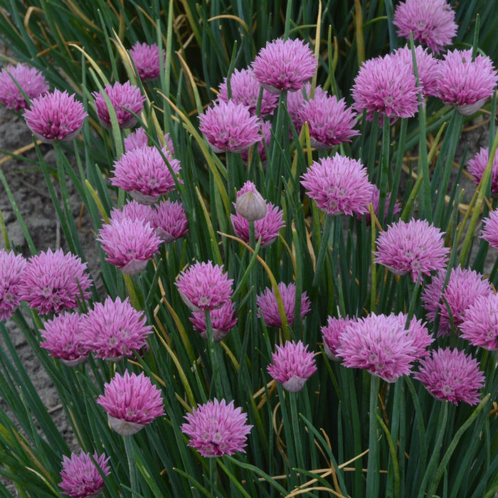 Allium, Summer Beauty Ornamental Onion