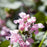 Deadnettle, Pink Pewter Deadnettle