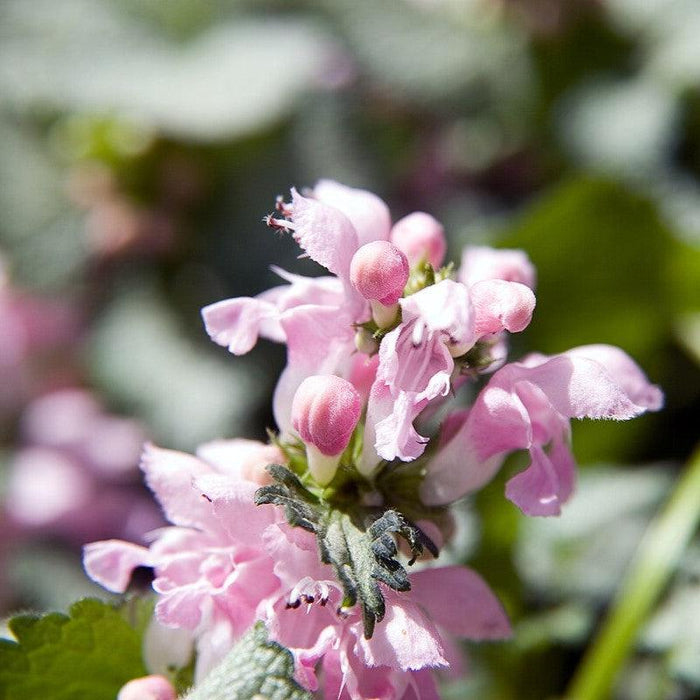 Deadnettle, Pink Pewter Deadnettle