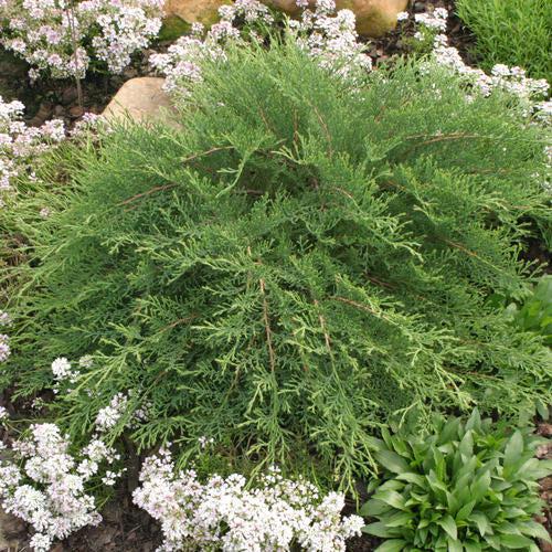 Cypress, Celtic Pride® Siberian Cypress