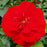 Rose, Paint The Town Rose