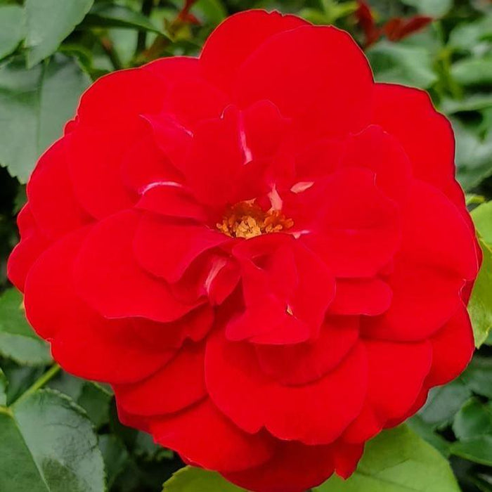 Rose, Paint The Town Rose