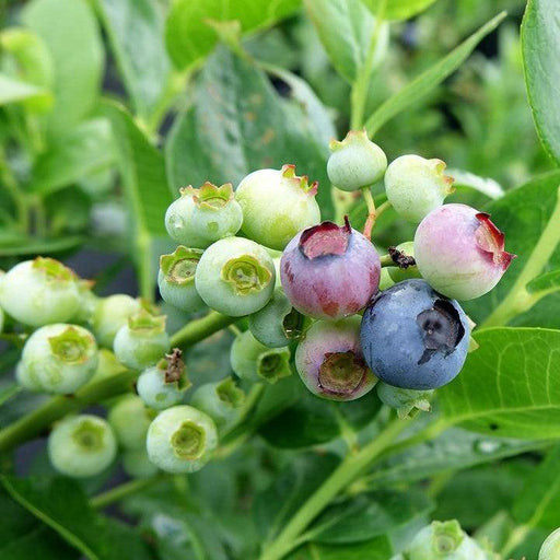 Blueberry, Polaris Blueberry