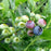 Blueberry, Polaris Blueberry