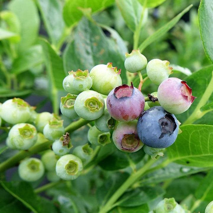 Blueberry, Polaris Blueberry