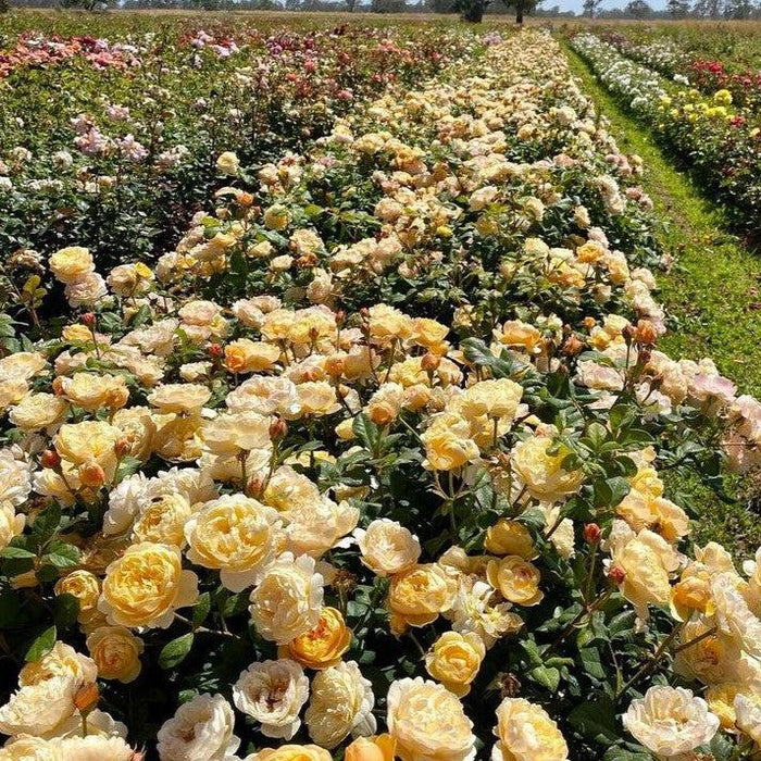 Rose, Roald Dahl Rose