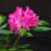Rhododendron, Pink Rosebay Rhododendron