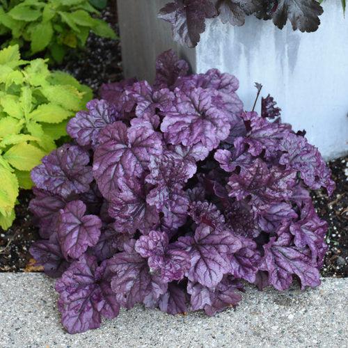 Coral Bells, Dolce® Wildberry Heuchera