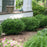 Boxwood, Sprinter® Boxwood