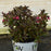 Weigela, Spilled Wine® Weigela