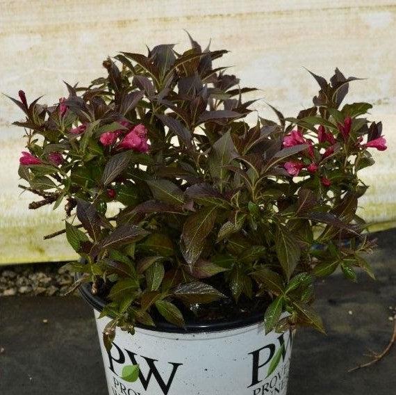 Weigela, Spilled Wine® Weigela